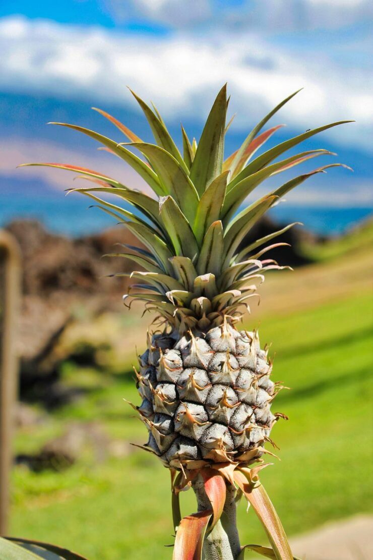 pineapple, hawaii, nature-3126182.jpg